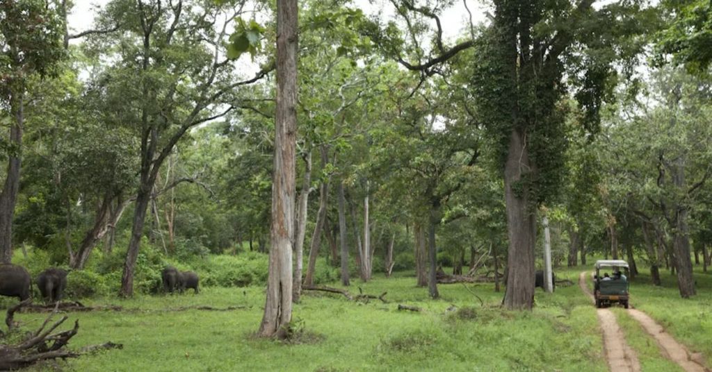 Experience the beauty of Kabini’s lush wilderness with a thrilling jungle safari near Waterwoods Kabini Resort.