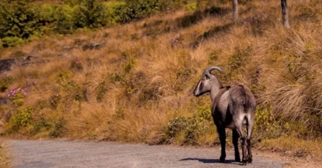 Nilgiri tahr at Eravikulam National Park, Kerala,