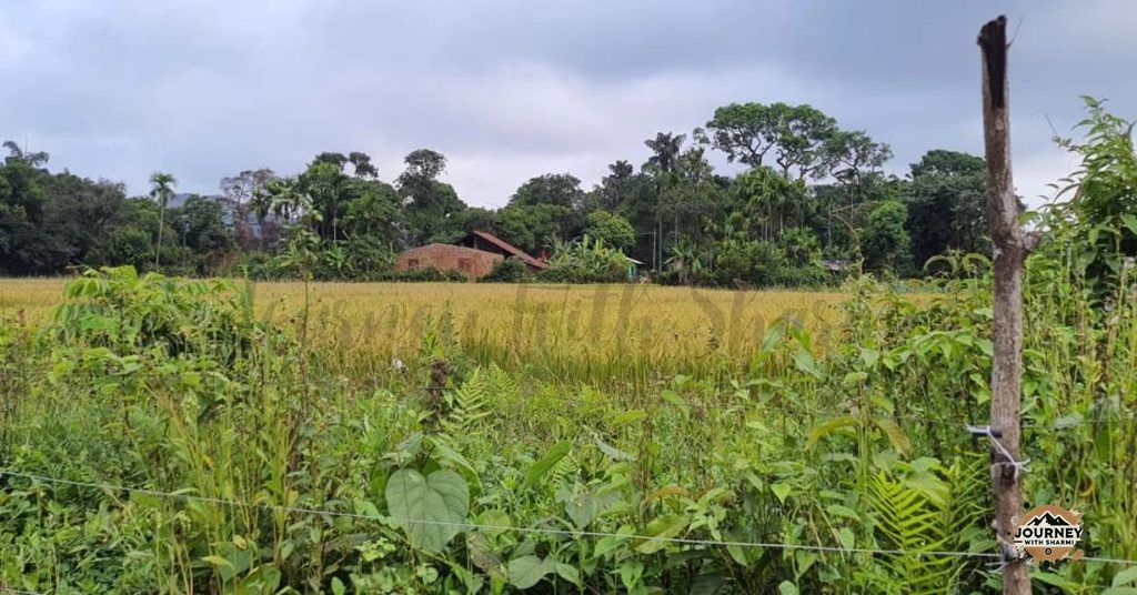 Located within the broader Castlerock-Joida eco-belt, Kuveshi offers access to offbeat forest trails that run parallel to the rugged terrain of the Ghats.