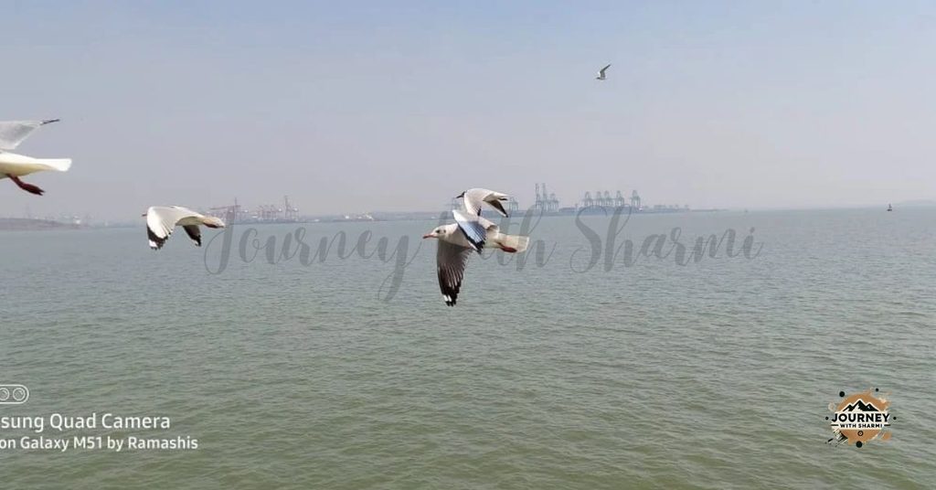 Seagulls gliding gracefully over the open waters leading toward Gharapuri Island.